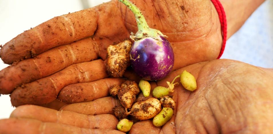 the-subversive-gardener-the-index-project